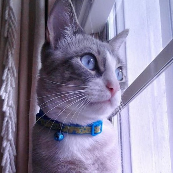 Meet your Posher, David - Picture 1 of 1